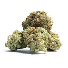 Thin Mint aka Thin Mint GSC, Thin Mints, Thin Mint Cookies, Thin …, Thin Mint Girl Scout Cookies Marijuana Strain - AllBud, Thin Mint Girl Scout Cookies strain - I Love Growing …, Thin Mint Girl Scout Cookies Strain - Allbud, Thin Mint Girl Scout Cookies Weed Strain.